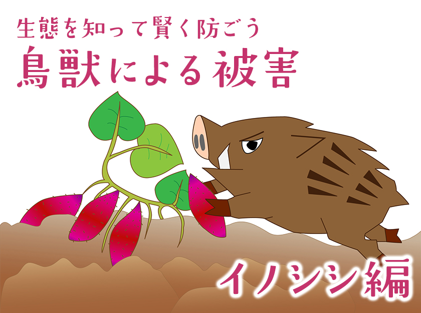 農作物を猪から守る・猪の被害・対策に「亥旦停止」いったんていし（猪用50枚）